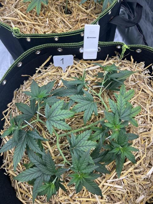 First Grow #1. Week 6