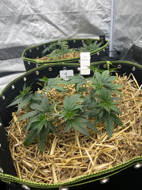 First Grow #1. Week 6