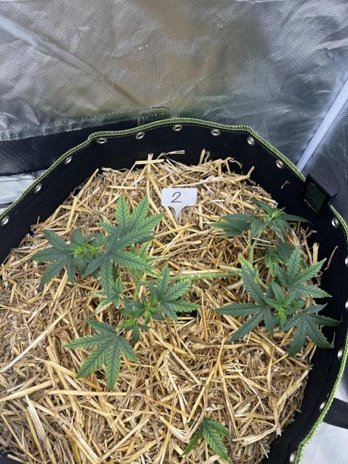 First Grow #1. Week 6
