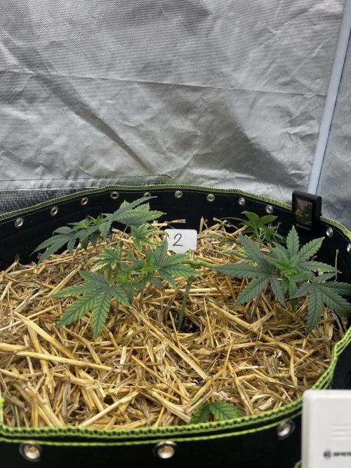 First Grow #1. Week 6