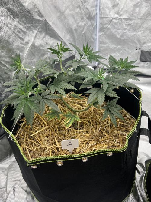 First Grow #1. Week 6