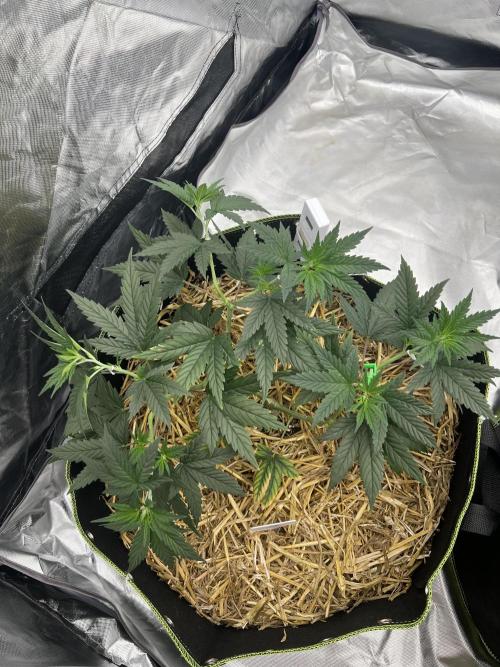 First Grow #1. Week 6
