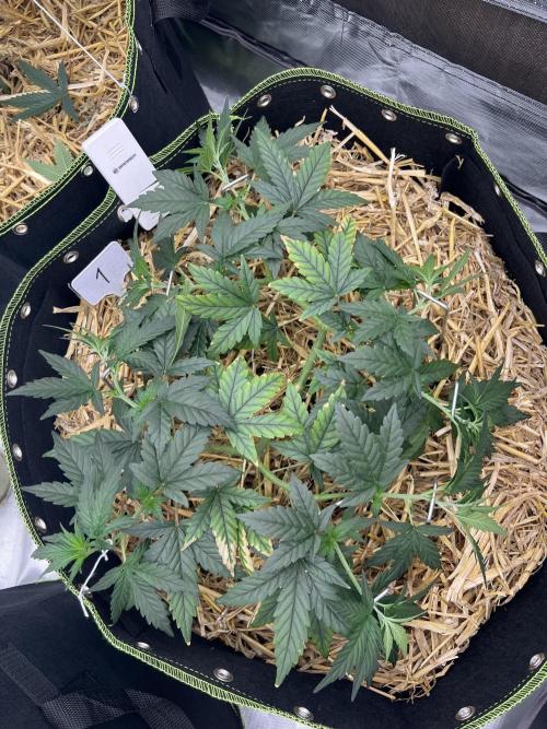 First Grow #1. Week 6