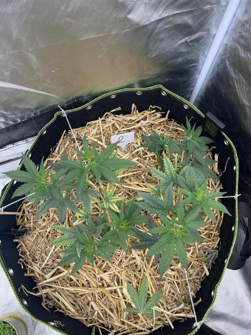 First Grow #1. Week 6
