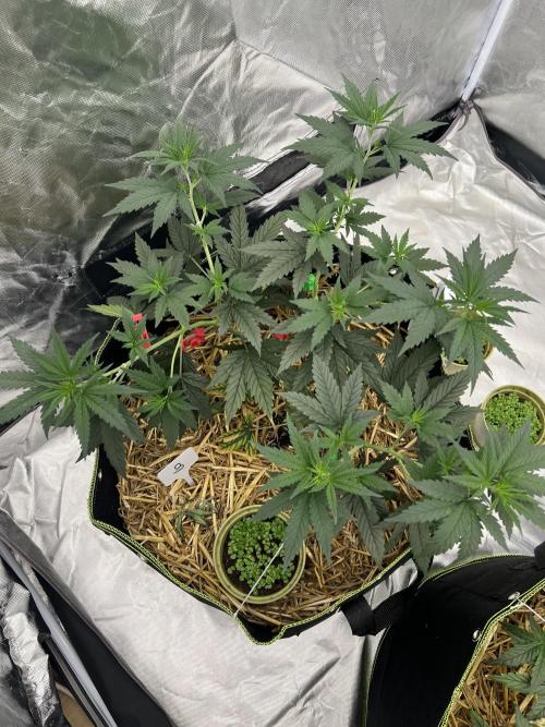 First Grow #1. Week 6