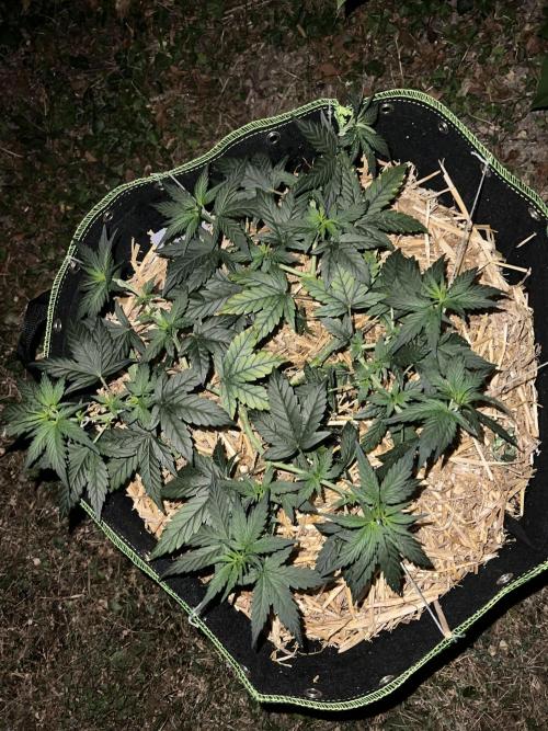 First Grow #1. Week 7