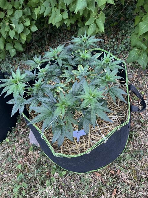First Grow #1. Week 7