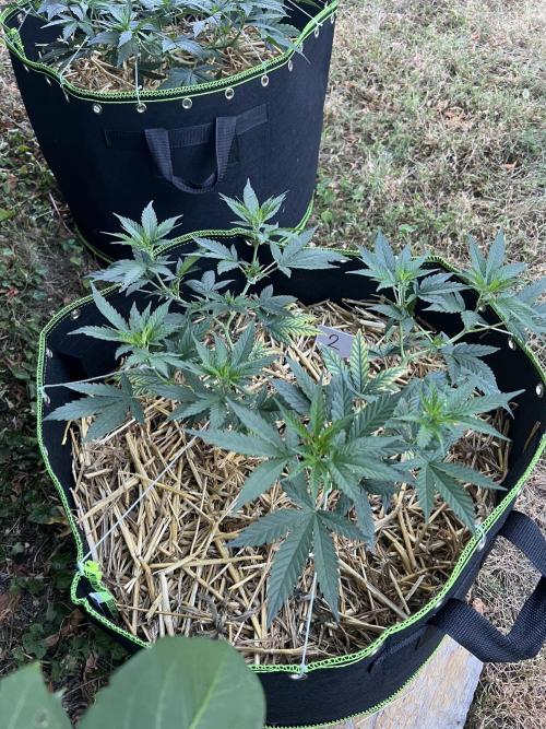 First Grow #1. Week 7