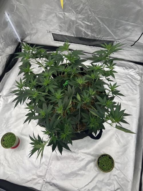 First Grow #1. Week 7