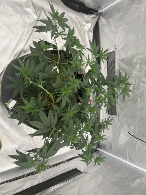 Master Kush. Week 7