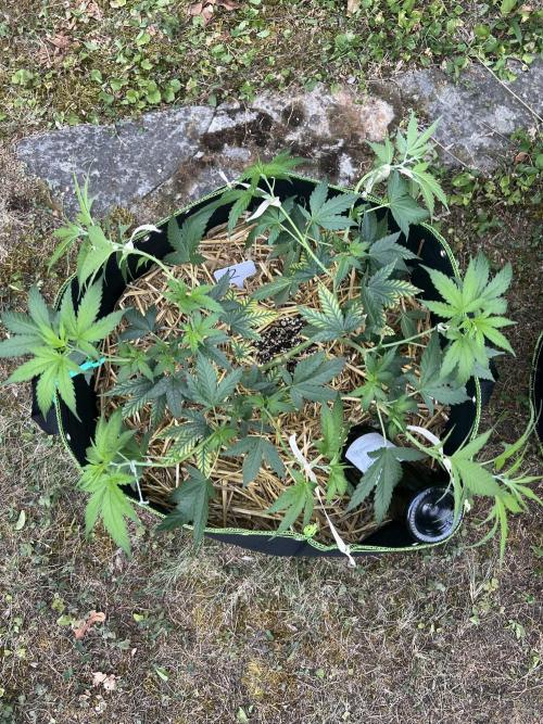 First Grow #1. Week 8