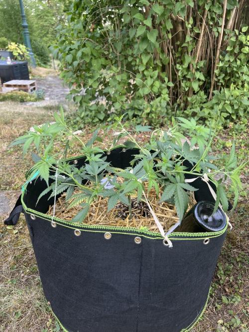 First Grow #1. Week 8