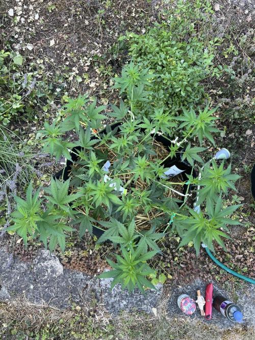 First Grow #1. Week 8