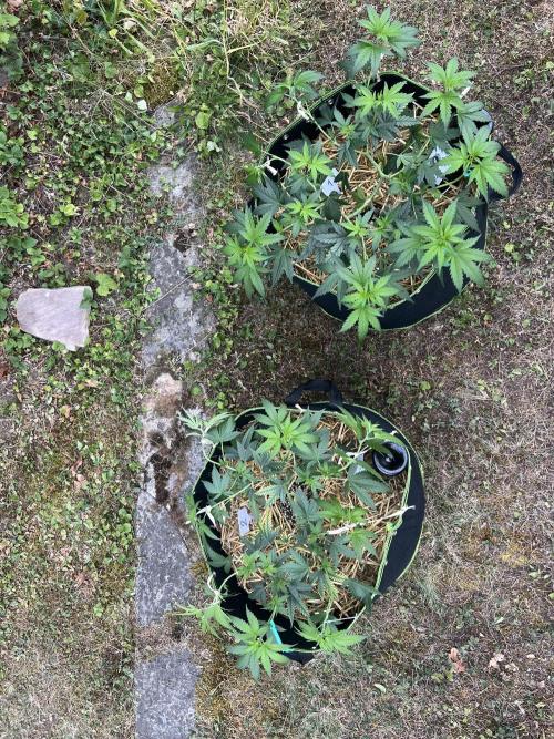 First Grow #1. Week 8