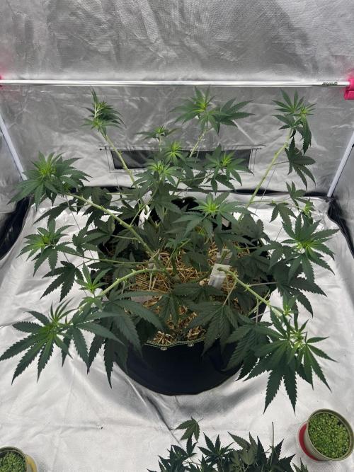 First Grow #1. Week 8