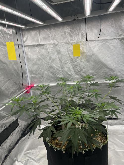 First Grow #1. Week 8