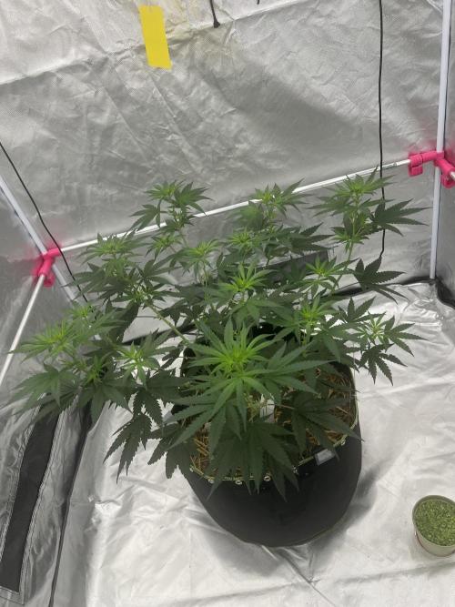 First Grow #1. Week 8