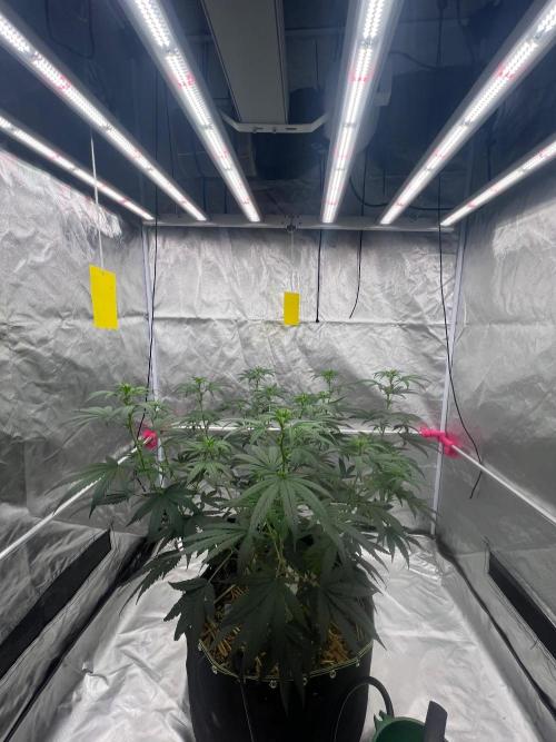 First Grow #1. Week 9