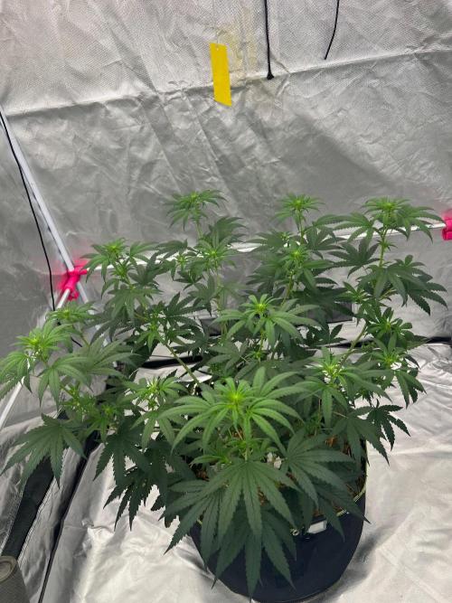 First Grow #1. Week 9