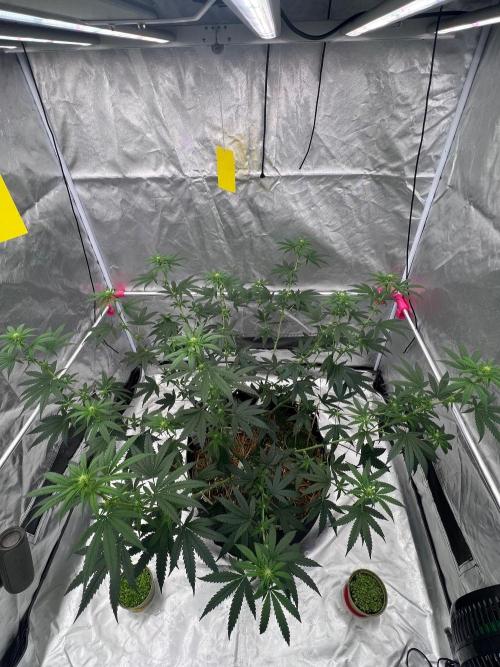 First Grow #1. Week 9