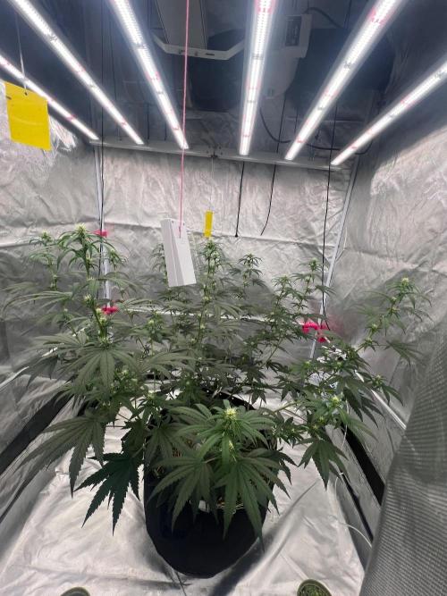First Grow #1. Week 9