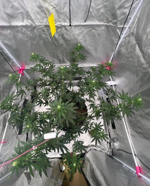 First Grow #1. Week 9