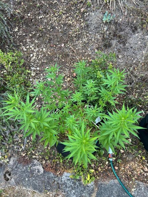 First Grow #1. Week 9