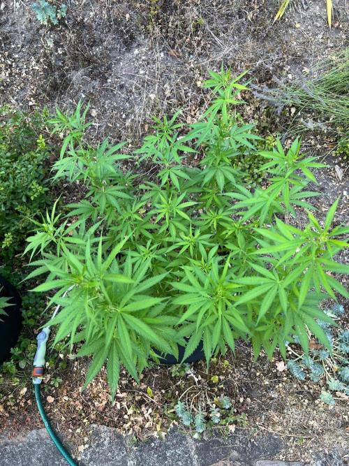 First Grow #1. Week 9