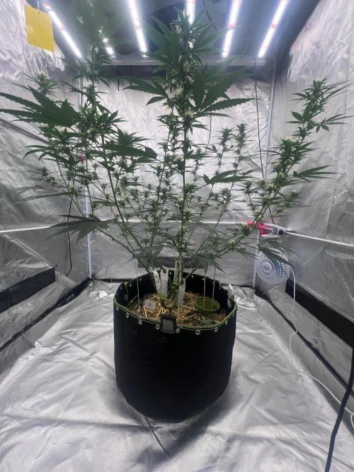 First Grow #1. Week 10