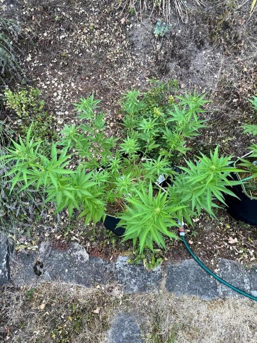 First Grow #1. Week 10