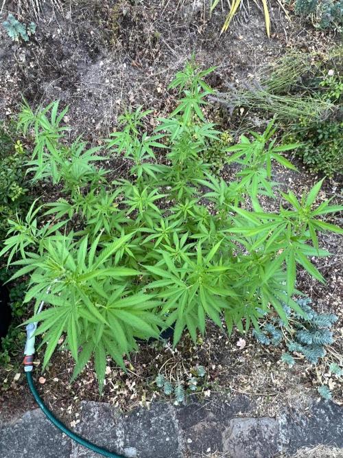 First Grow #1. Week 10