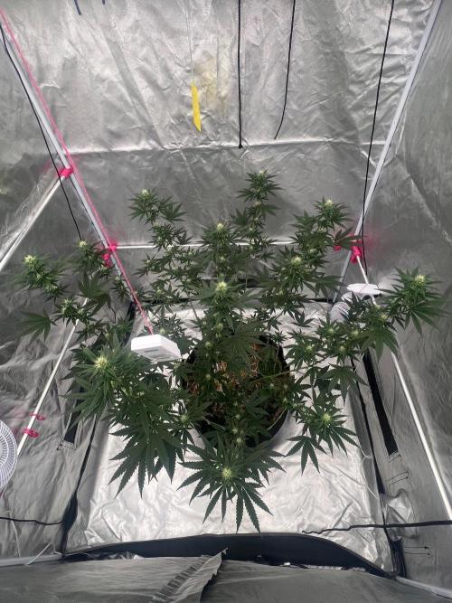 First Grow #1. Week 10