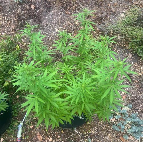 First Grow #1. Week 10