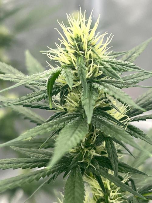 First Grow #1. Week 10