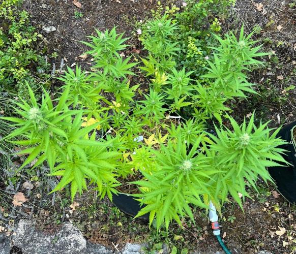 First Grow #1. Week 11