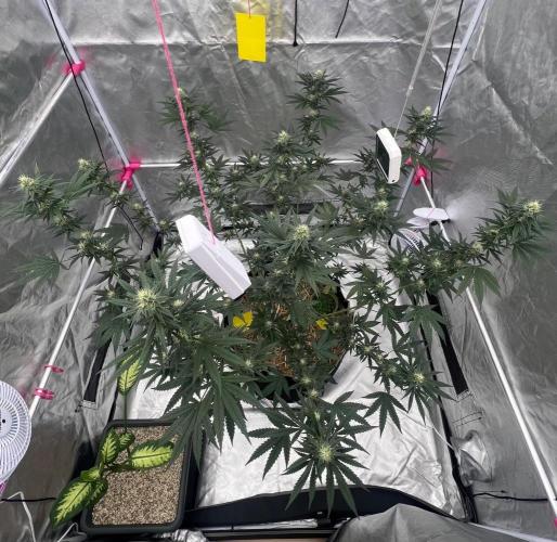 First Grow #1. Week 11