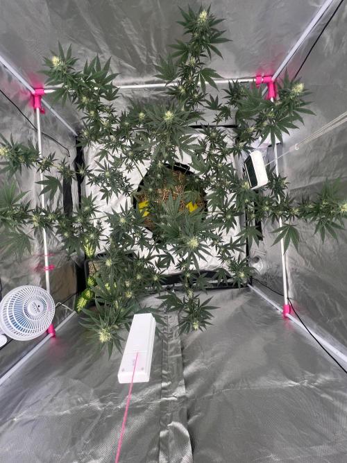 First Grow #1. Week 11