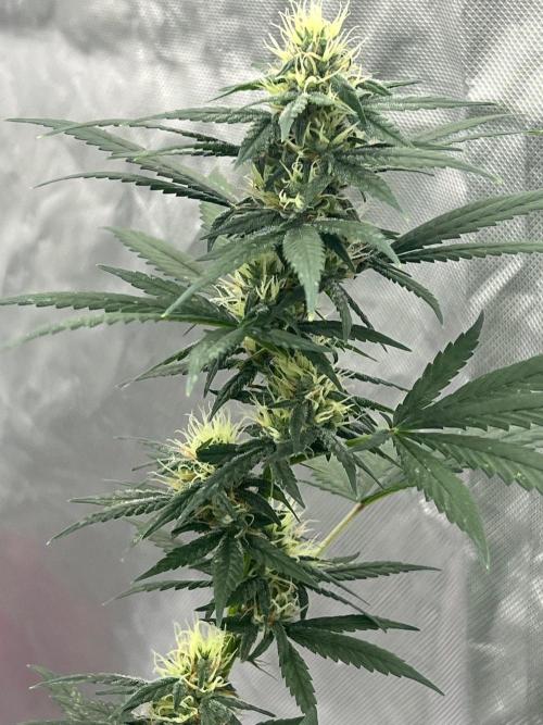 First Grow #1. Week 11