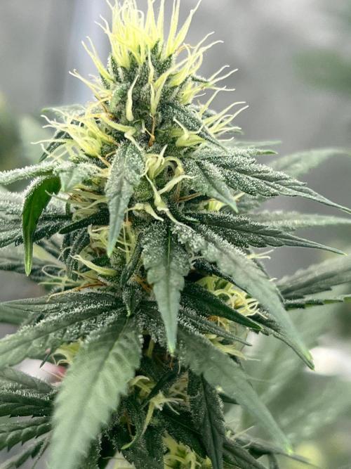 First Grow #1. Week 11