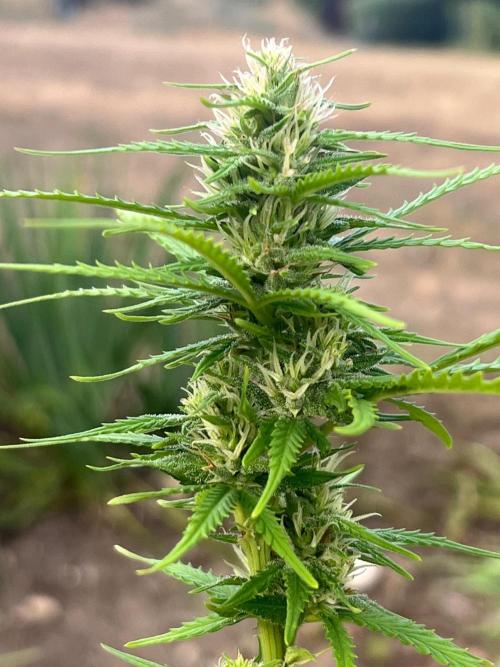 First Grow #1. Week 12