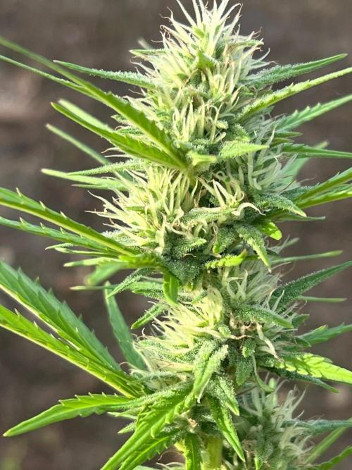 First Grow #1. Week 12