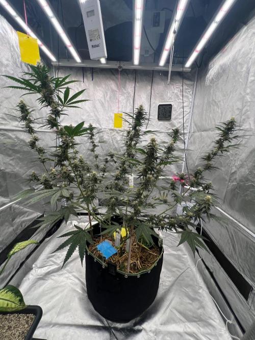 First Grow #1. Week 12