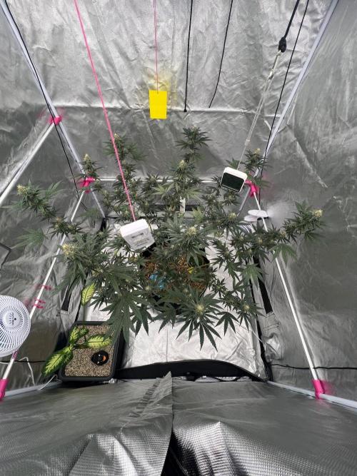 First Grow #1. Week 12