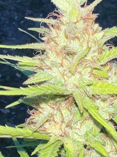 First Grow #1. Week 13