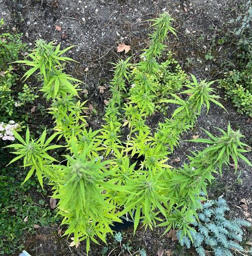 First Grow #1. Week 13