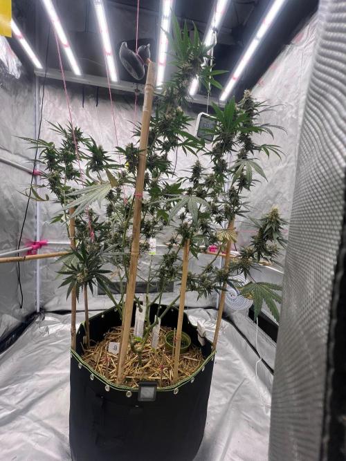 First Grow #1. Week 13