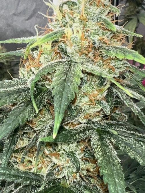 Master Kush. Week 13