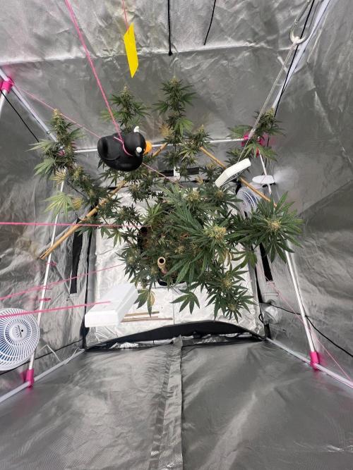 First Grow #1. Week 13