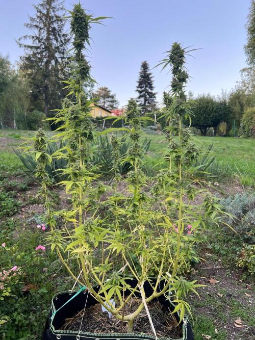 First Grow #1. Week 14