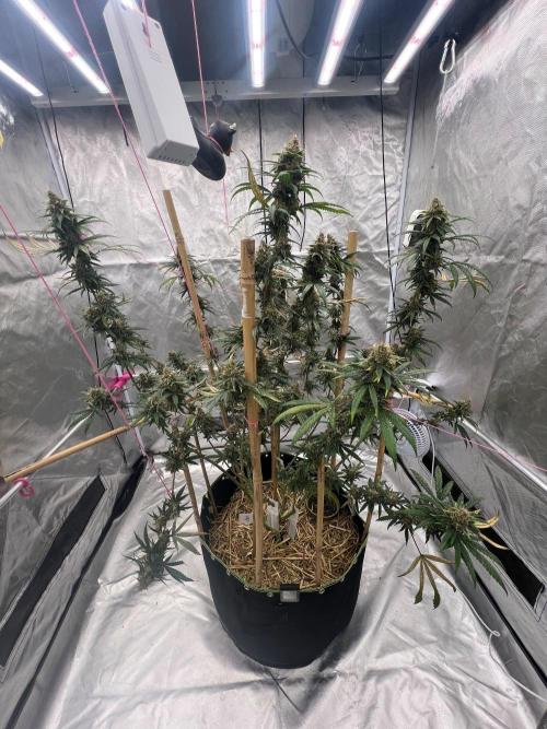 First Grow #1. Week 14